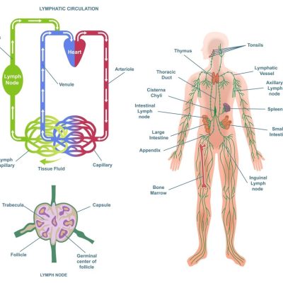 Human,Lymphatic,System,Anatomy.,Medical,Diagram,Or,Infographic,With,Lymphatic Human,Lymphatic,System,Anatomy.,Medical,Diagram,Or,Infographic,With,Lymphatic