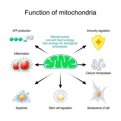 Function,Of,Mitochondria.,Mitochondria,Convert,Food,Into,Energy,For,Biological Function,Of,Mitochondria.,Mitochondria,Convert,Food,Into,Energy,For,Biological
