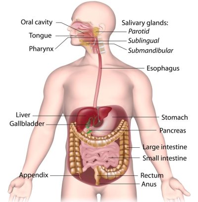 Digestive system Digestive system