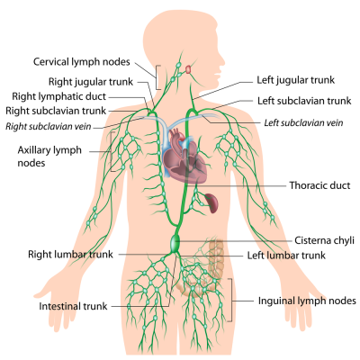 Lymphatic system Lymphatic system