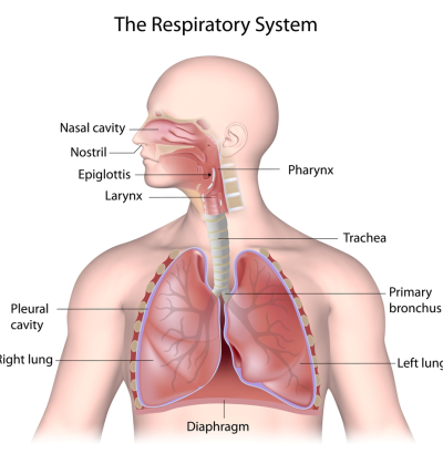 Respiratory system Respiratory system