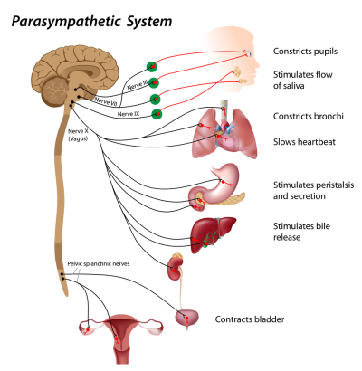 Vagus Nerve Vagus Nerve