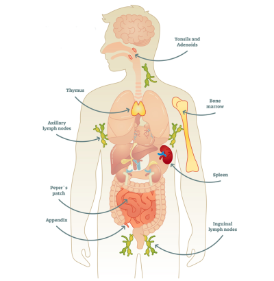 immune-system immune-system