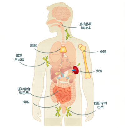 免疫健康系统