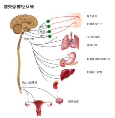 副交感神经系统