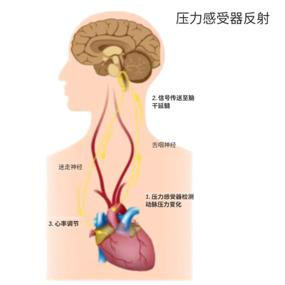 压力感受器反射