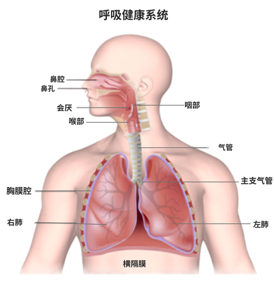 呼吸健康系统