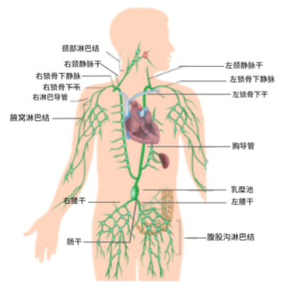 淋巴系统