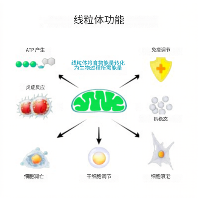 线粒体功能