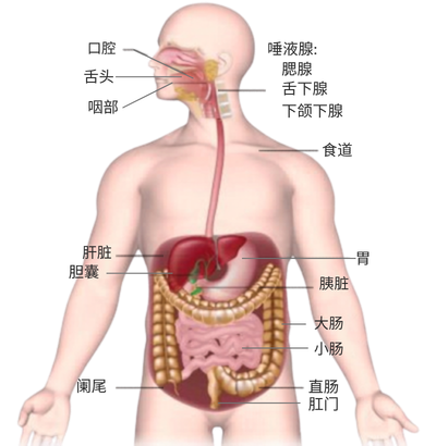 肠道健康系统